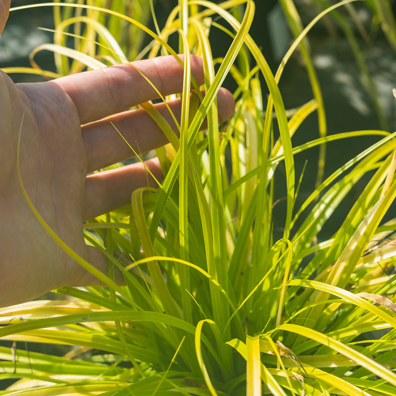 Carex Everillo Grass for Sale | Buy Ornamental Grass | Perfect Plants