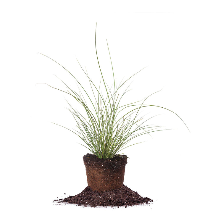 grassy house plant Shop Miscanthus Morning Light Maiden Grass for Sale
