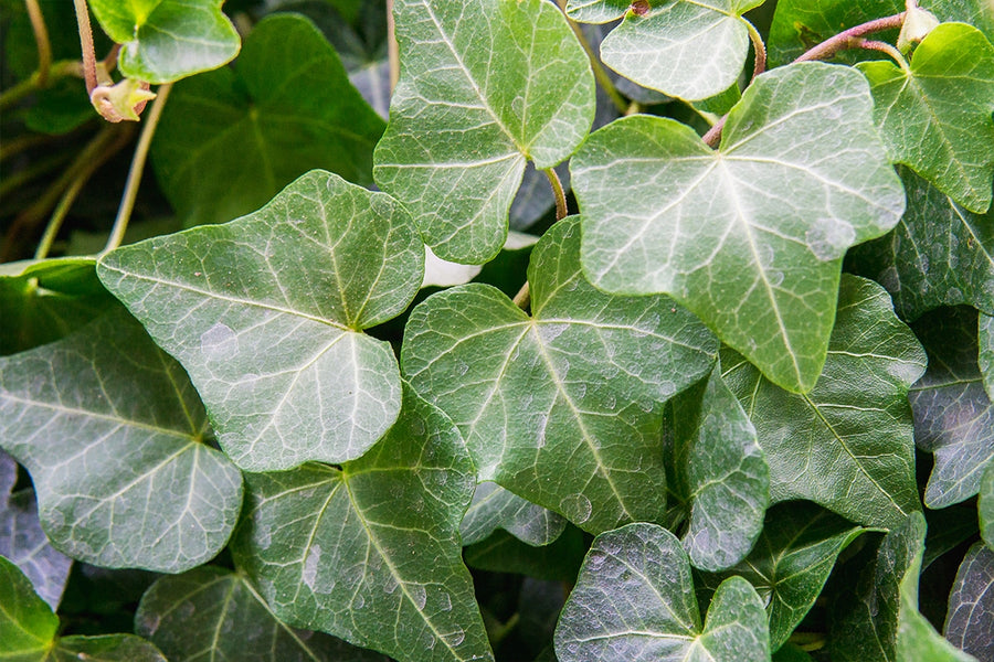 English Ivy