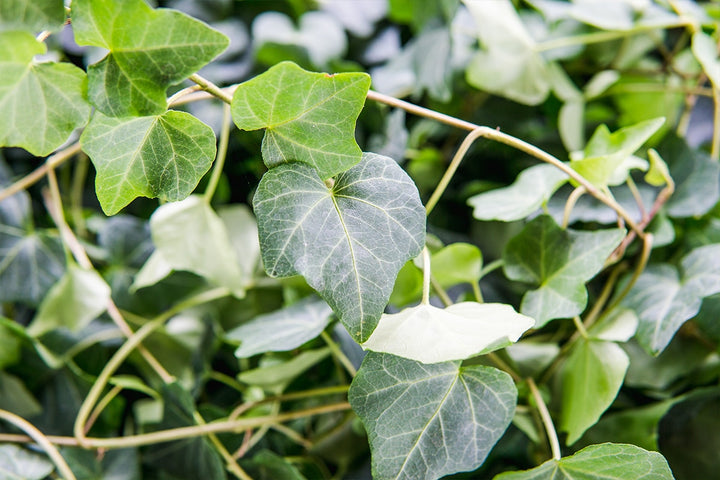 indoor ivy plant identification English Ivy
