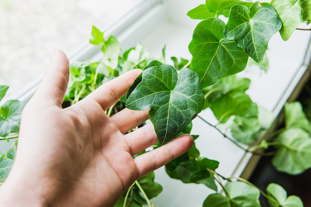 indoor ivy plants for sale Hedera Helix English Ivy for Sale | Buy Houseplants Online