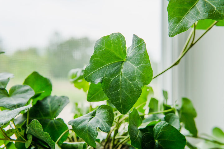 10 Live Rooted English Ivy Plants - 6" Green Vine Groundcover, Hardy & Fast Growing (Bare Root)