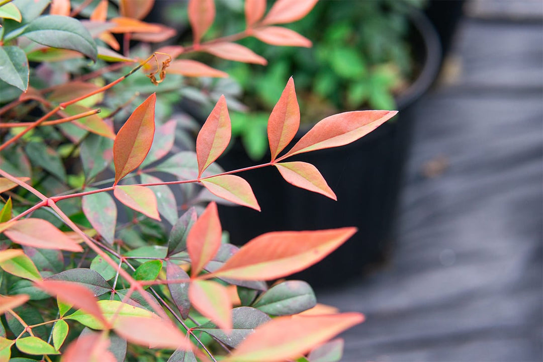 nandina gulfstream plant Dwarf Nandina Gulf Stream Shrub - 1 Gallon / 3-Pack