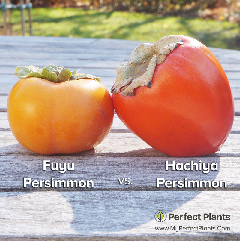 Hachiya Persimmon Tree for Sale Buy Persimmon Trees Perfect Plants
