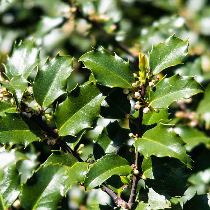 blue princess holly plant Ilex Blue Princess Holly for Sale | Buy Holly Online