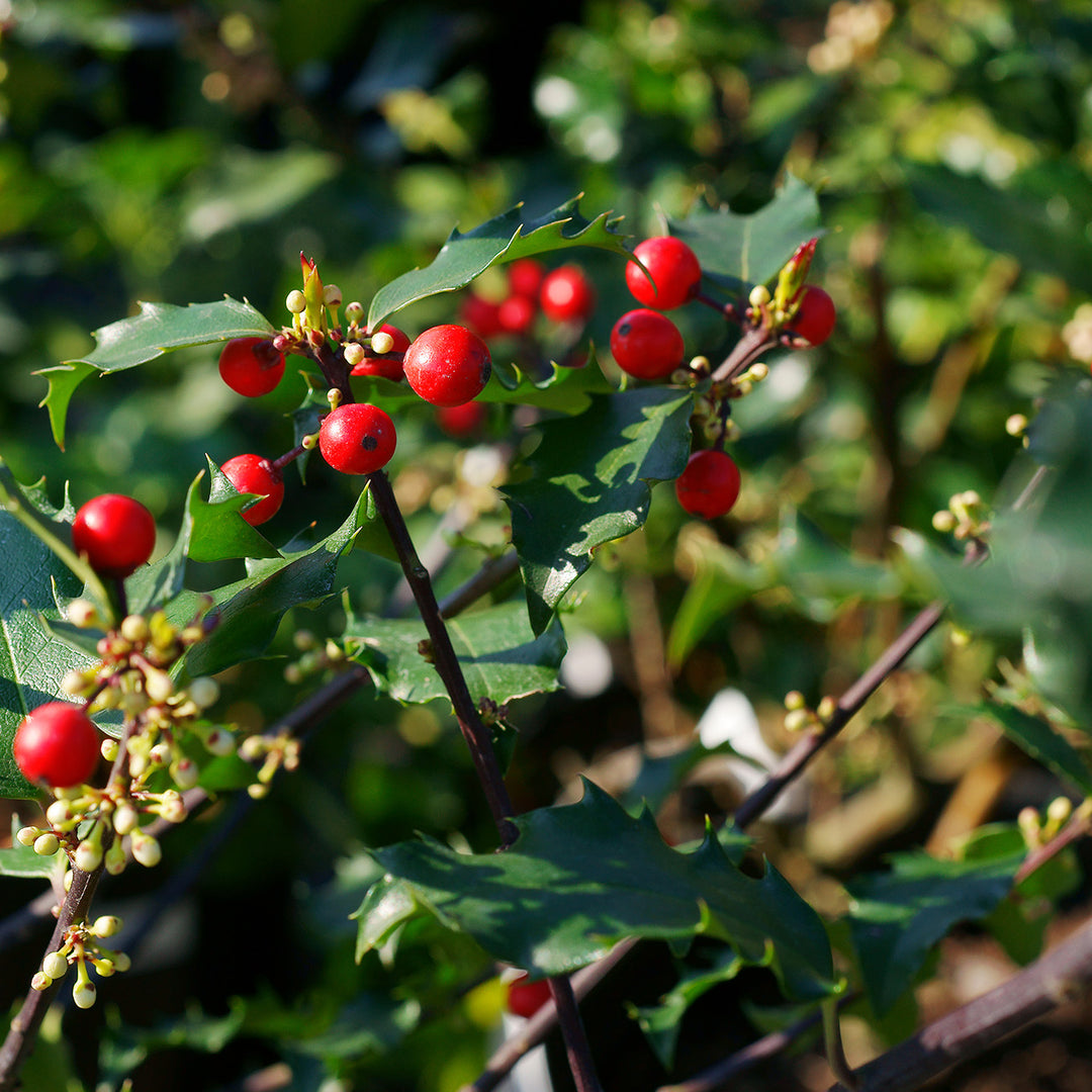 Ilex Blue Princess Holly for Sale | Buy Holly Online
