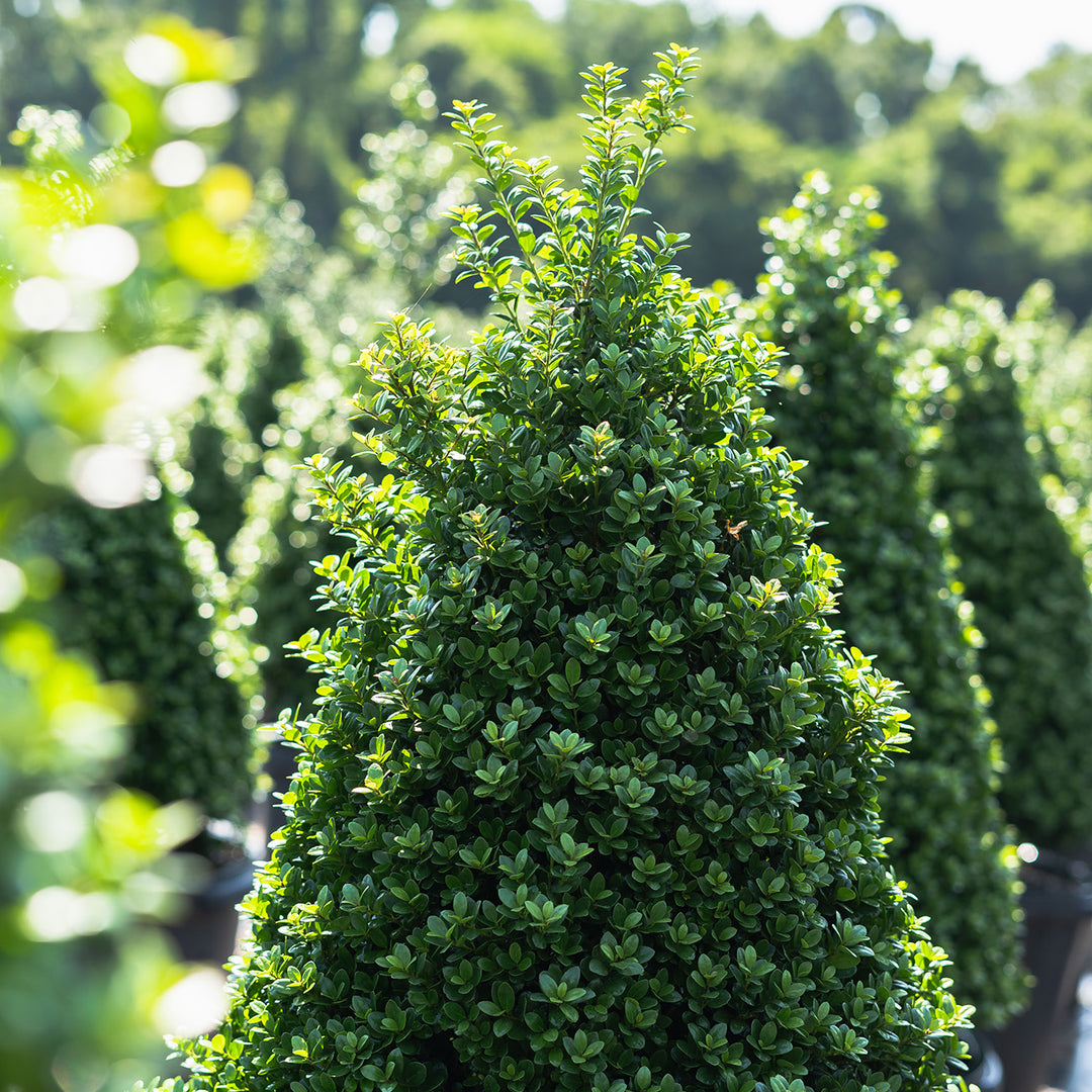 Steeds Japanese Holly for Sale | Upright Ilex Crenata | Perfect Plants