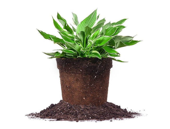 potted hosta plants for sale Francee Hosta - 1 Gallon / 10-Pack
