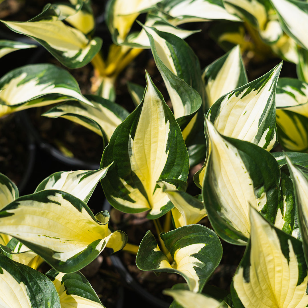 Hosta Fire and Ice Shrub
