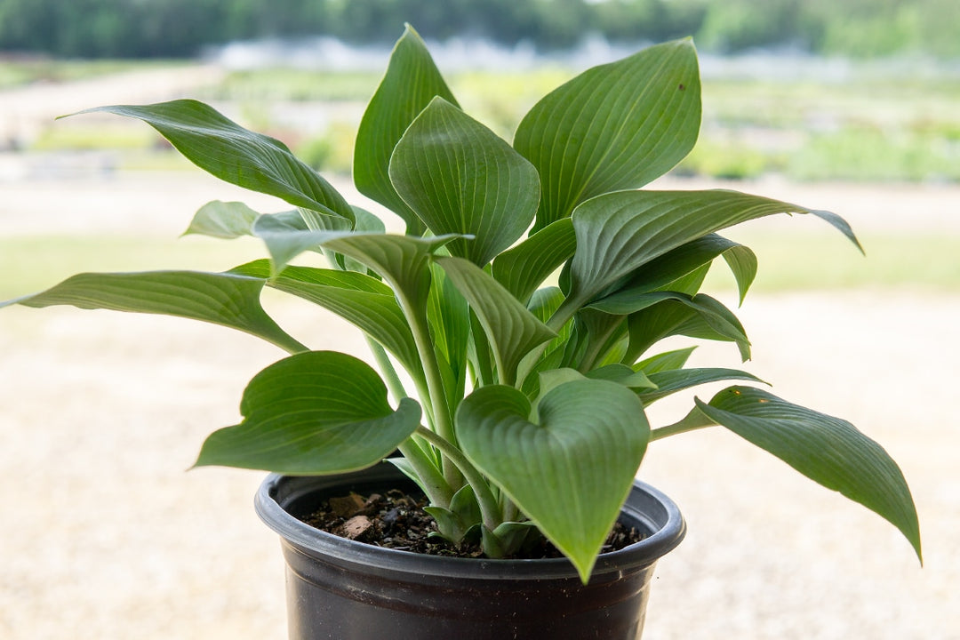 Hosta Halcyon Plant - 1 Gallon - Perennial