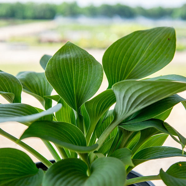 Hosta Halcyon Plant - 1 Gallon - Perennial