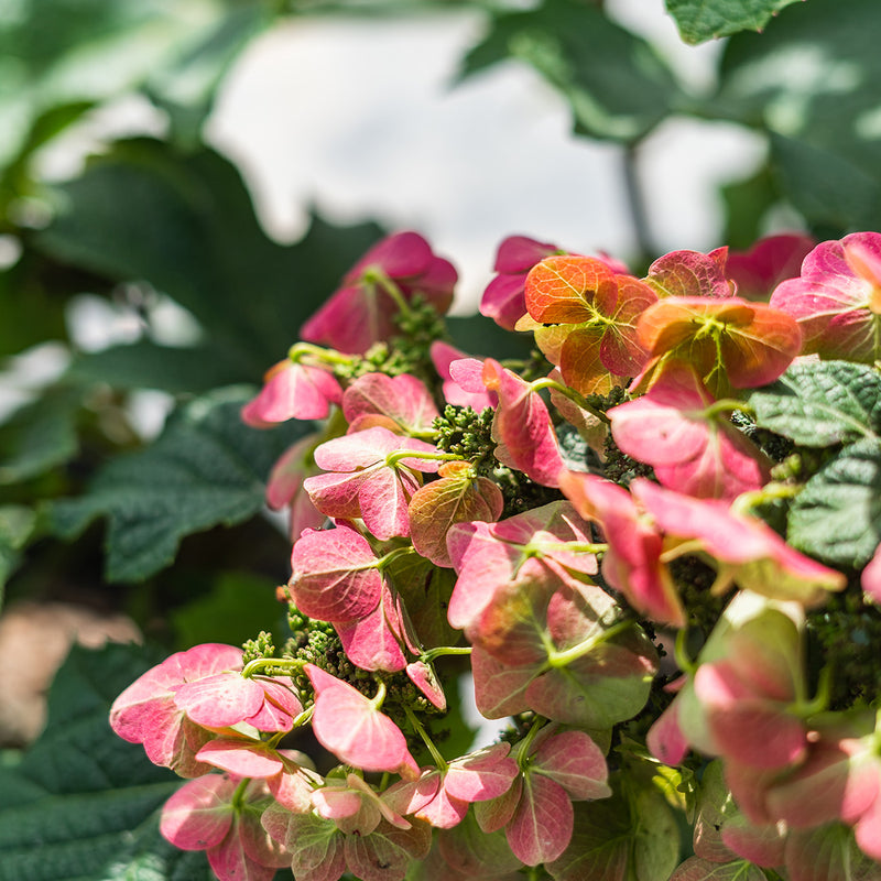 Dwarf Oakleaf Hydrangea Ruby Slippers Dwarf oakleaf hydrangea ruby slippers