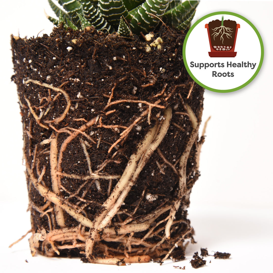 best soil for indoor plants uk Indoor Plant Soil Mix - 8 quarts