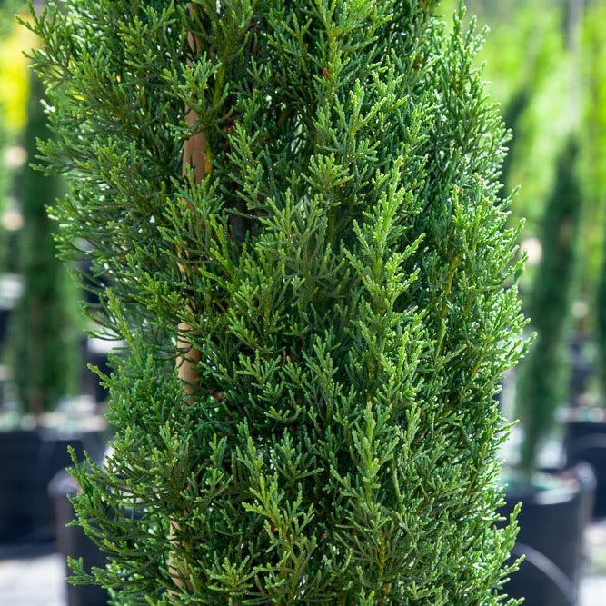 Italian Cypress Trees for Sale