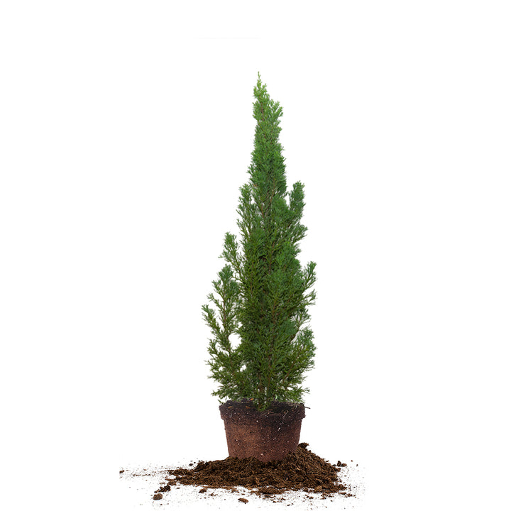 can you plant italian cypress in pots Italian Cypress Trees for Sale