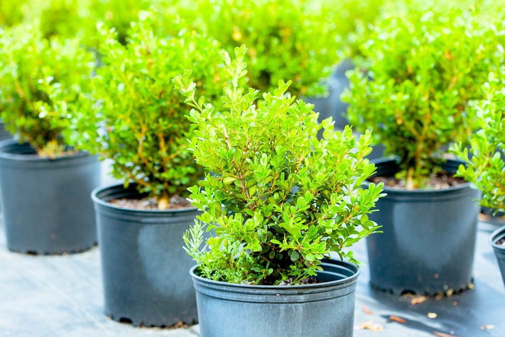 Japanese Boxwood Shrub - 7 Gallon / Single
