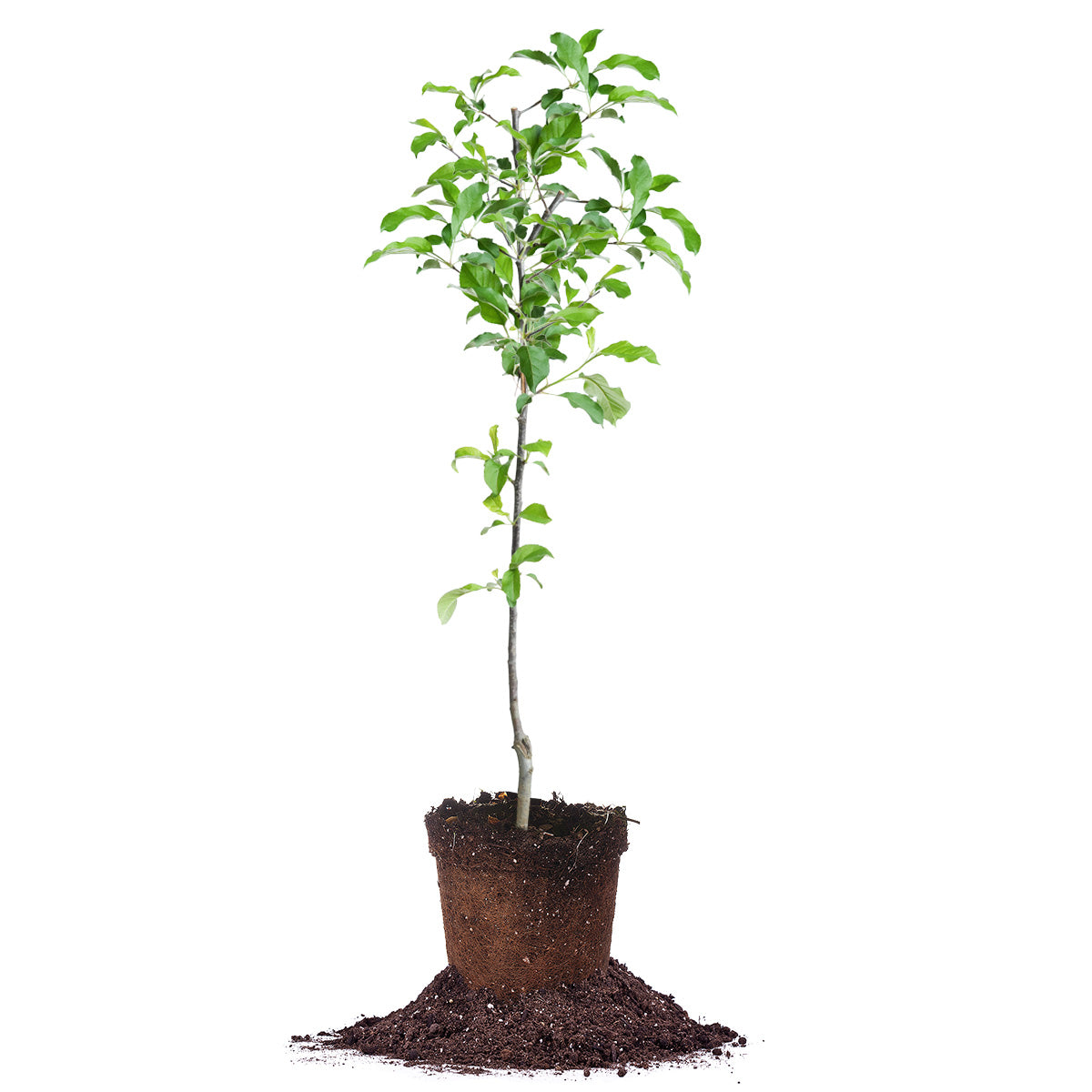 Buy Jonathan Apple Tree for Sale Buy Apple Trees Perfect Plants