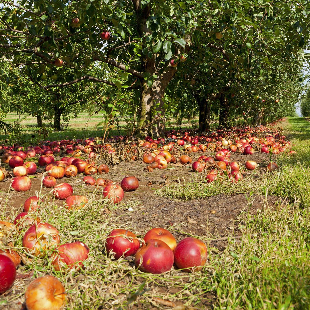 Buy Jonathan Apple Tree for Sale | Buy Apple Trees