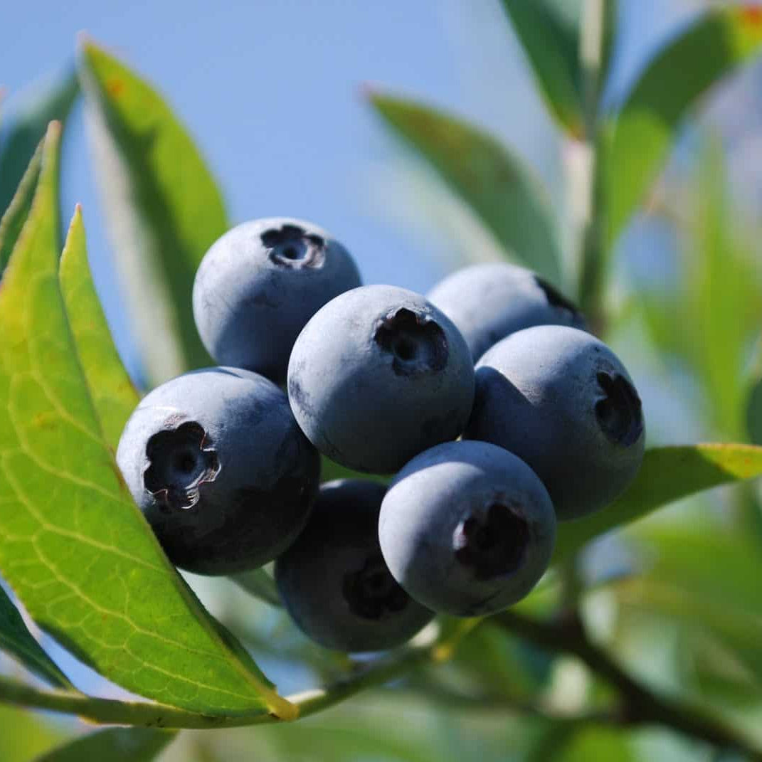 Rabbiteye Blueberry Bush Variety Pack for Best Cross Pollination