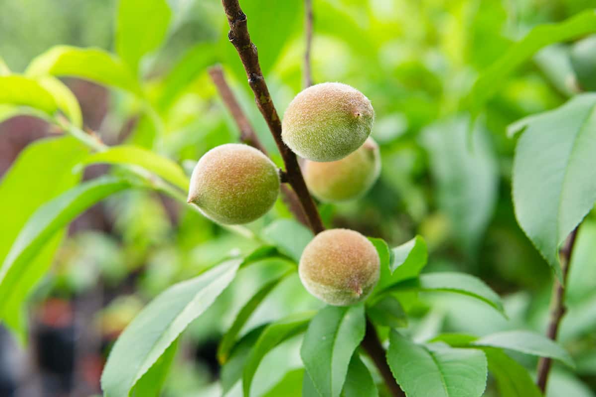 Shop June Gold Peach Tree for Sale