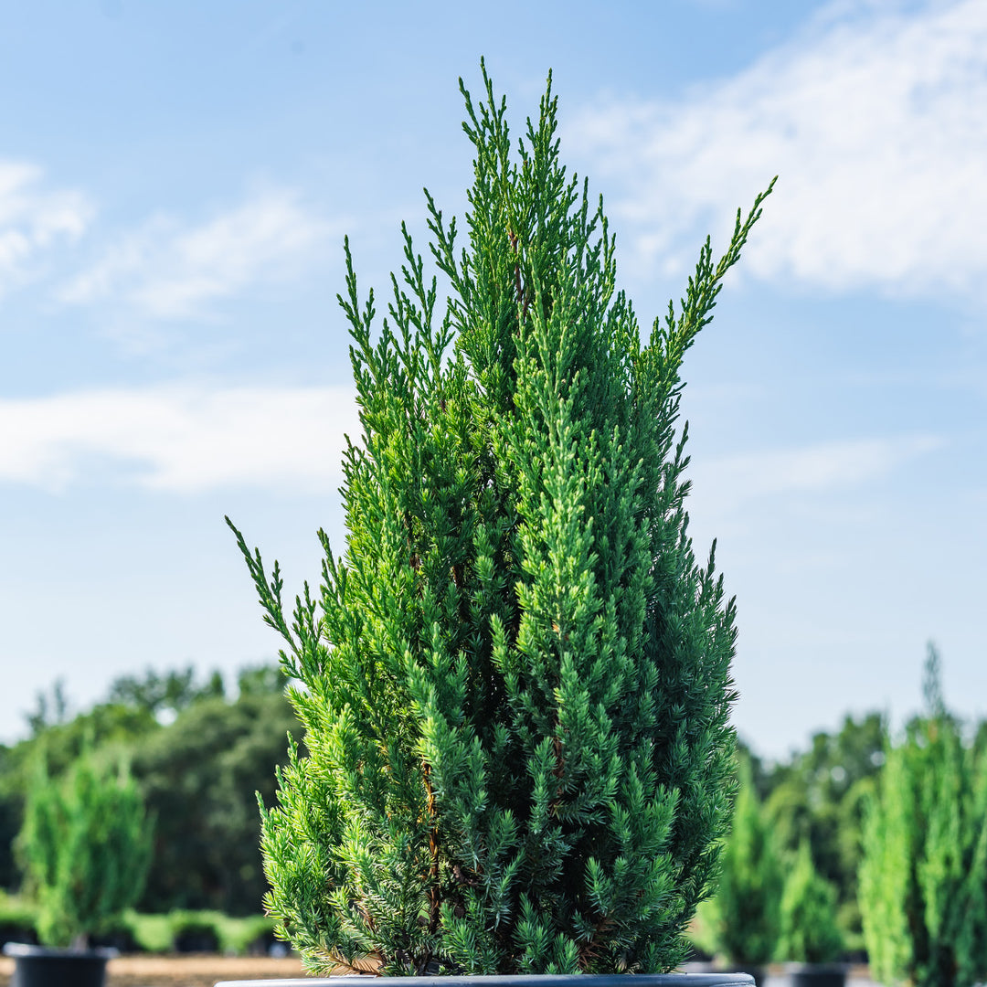 Blue Point External Blue Point Juniper Tree Blue Point Juniper Dallas, Texas Treeland