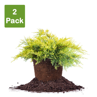Old Gold Juniper shrub 2 pack for sale