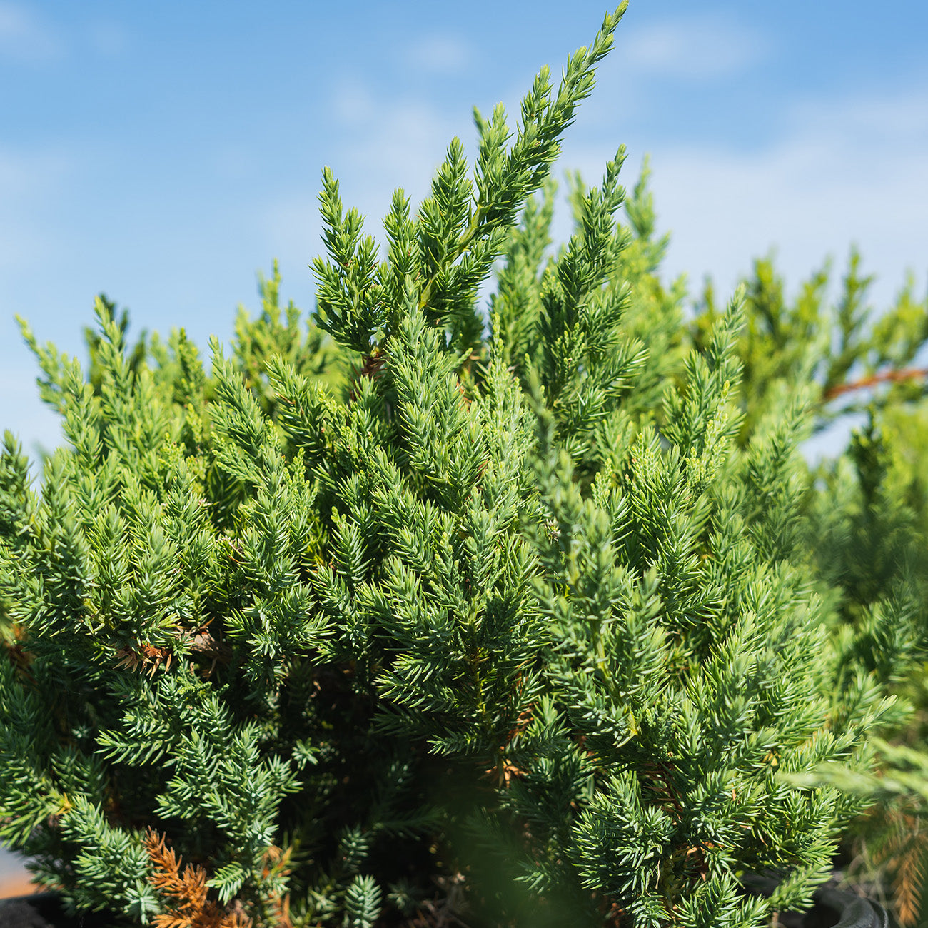 Parsoni Juniper Shrub for Sale | Buy Ground Covers Online | Perfect Plants