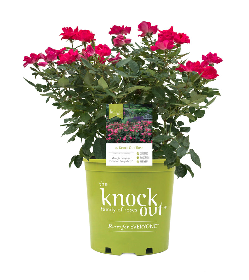 Red Knock Out® Rose Bush