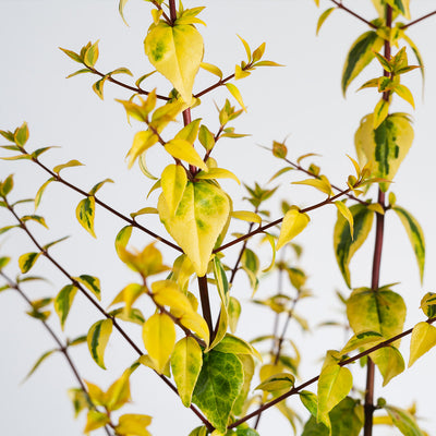 Kaleidoscope abelia variegated yellow foliage unique shrub for sale