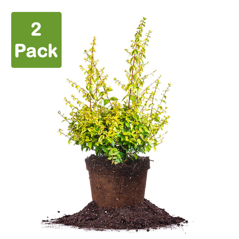 Confetti Abelia Plants - 3 Gallon Size (2 Pack) Variegated Shrubs For Landscaping