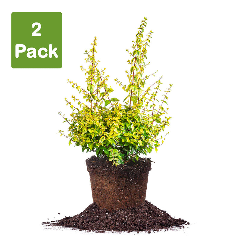 Kaleidoscope Abelia for sale in 3 gallon container  pack of 2 plants