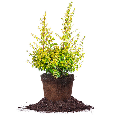 Kaleidoscope Abelia for sale in 3 gallon container 