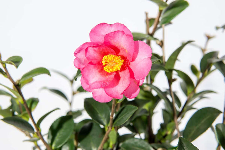 Kanjiro Camellia Sasanqua for Sale | Buy Camellia Bushes | Perfect