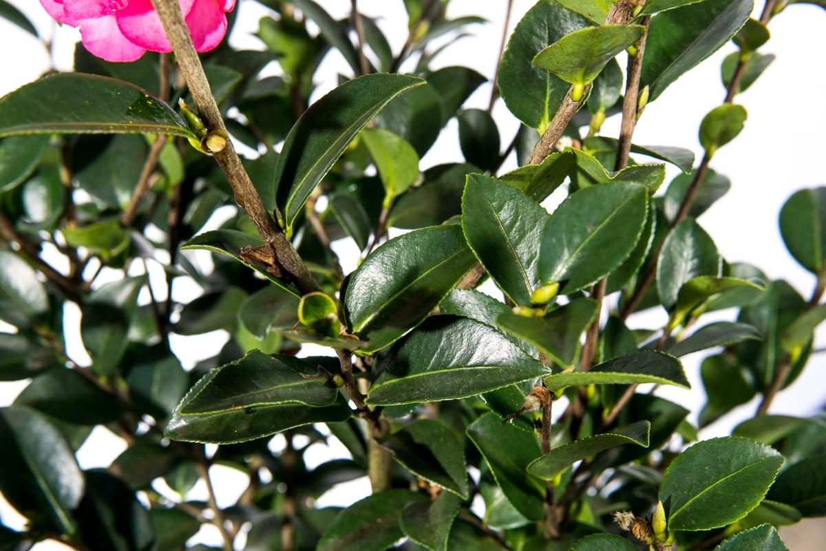 Kanjiro Camellia