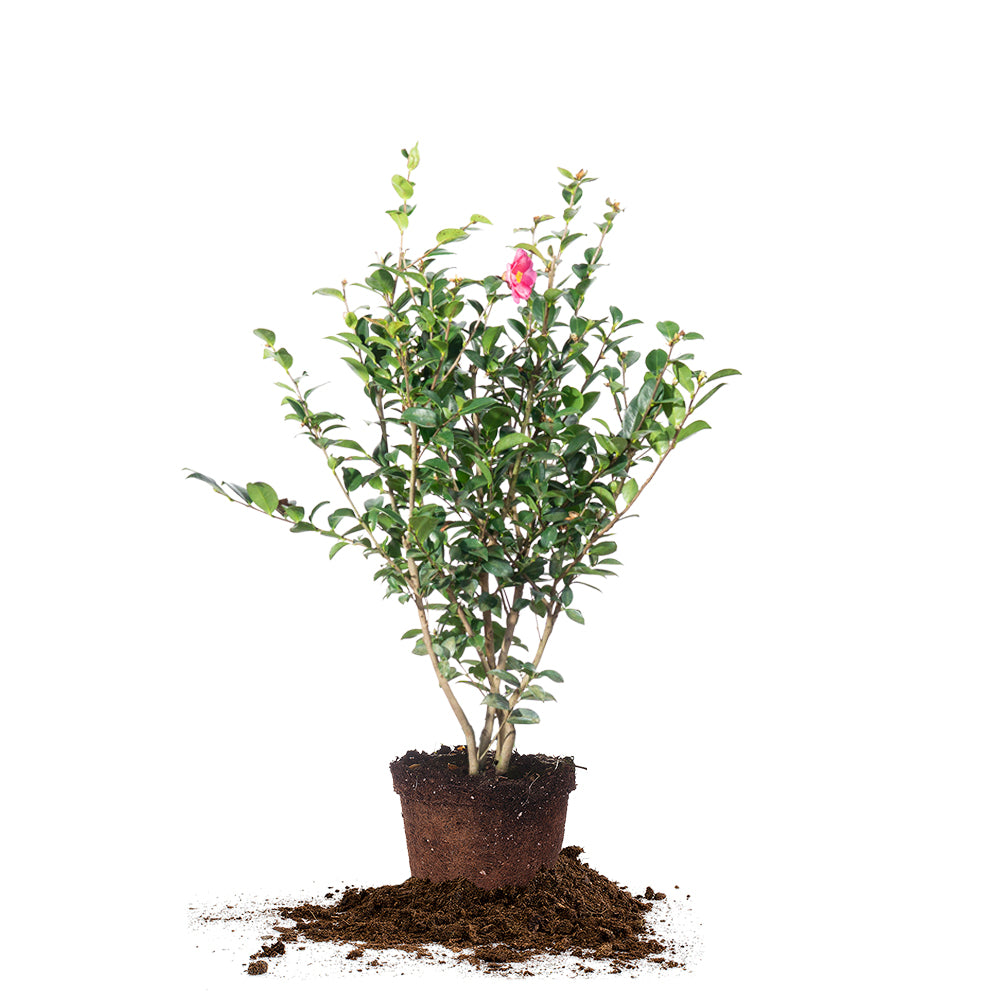Kanjiro Camellia Sasanqua for Sale | Buy Camellia Bushes | Perfect