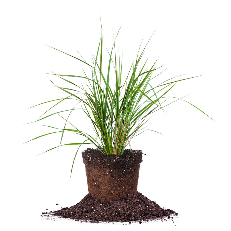 Karl Forester Grass in 1 gallon container for sale