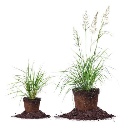 Karl Forester Grass comparison between 1 gallon and 3 gallon sizes