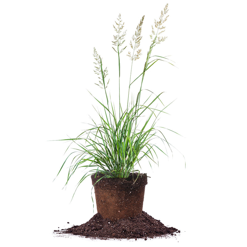 Karl Forester Grass in 3 gallon container for sale