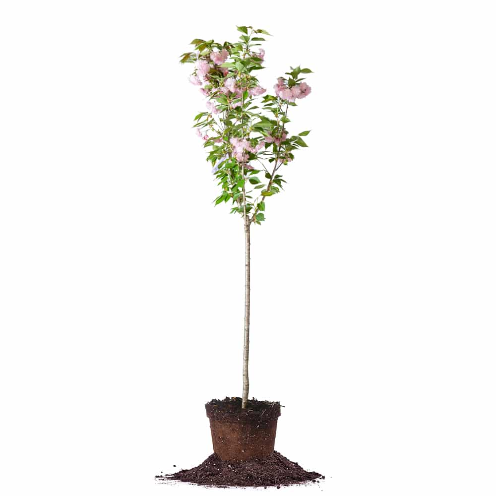 kwanzan cherry tree bonsai Shop Japanese Kwanzan Cherry Trees for Sale