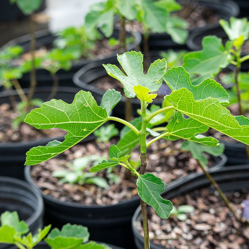 LSU Purple Fig Tree for Sale | Buy Fig Trees Online | Perfect Plants