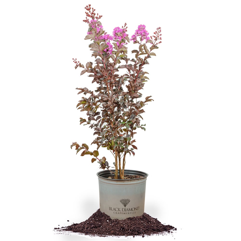 lavender lace tree Lavender Lace™ Black Diamond® Crape Myrtle Tree
