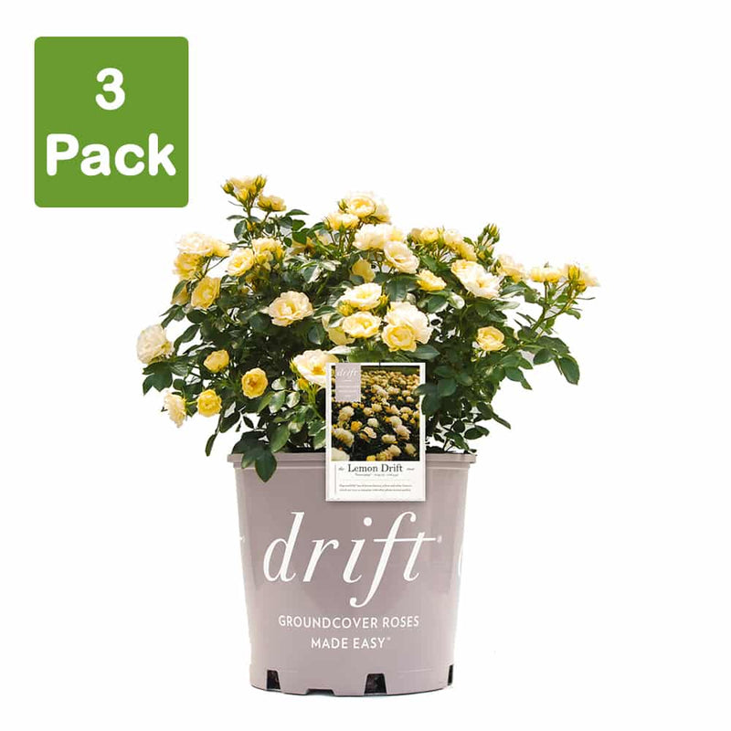 Lemon Drift® Rose Bush for Sale | Buy Roses Online | Perfect Plants