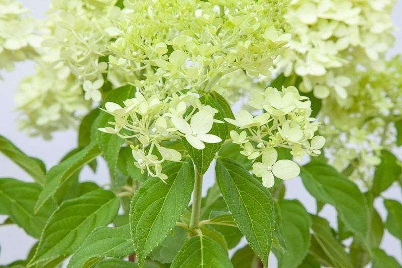 limelight hydrangea tree for sale