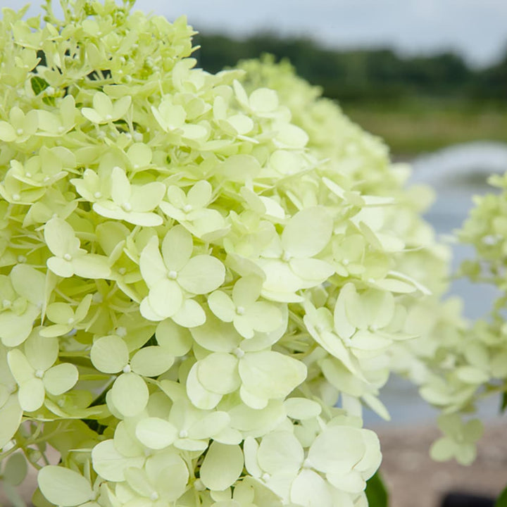 Limelight Hydrangea Tree - 4-5 ft / 2-Trees