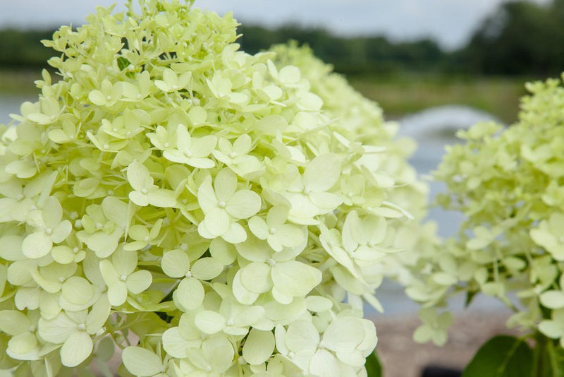 limelight hydrangea where to buy