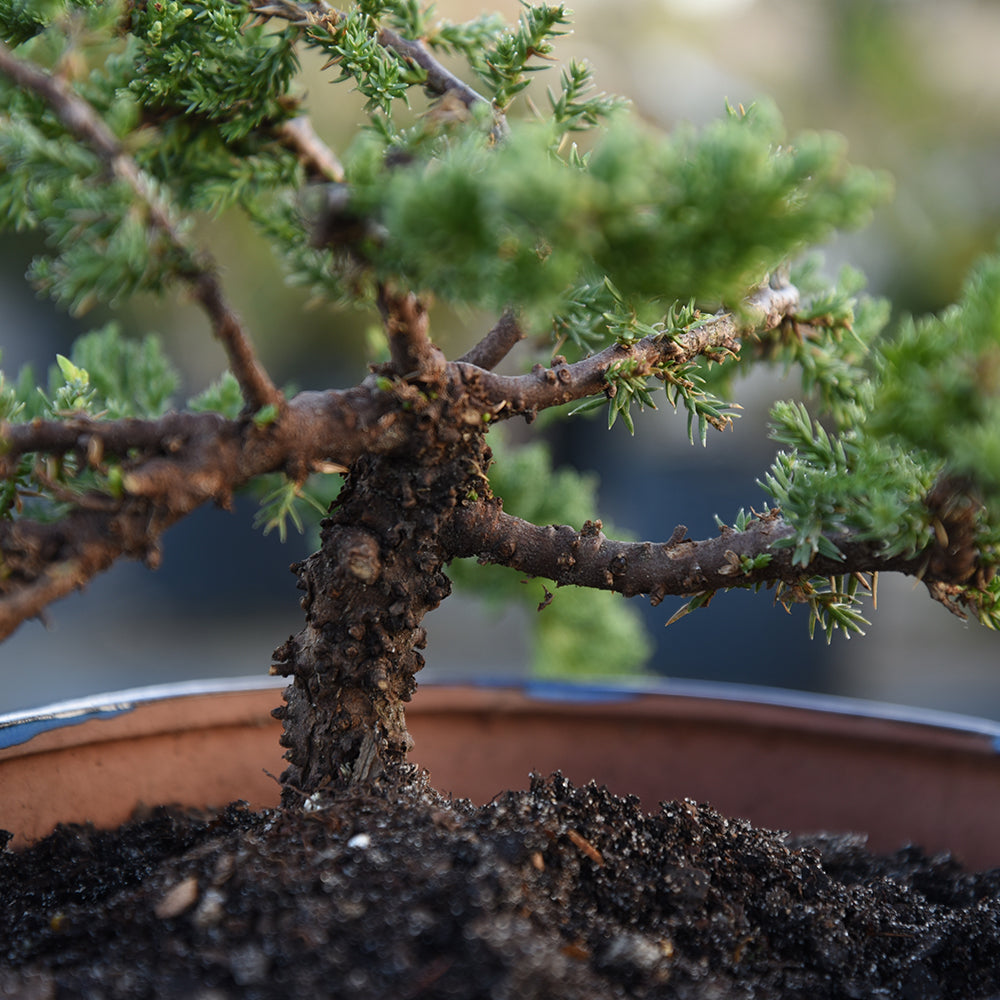 fertilizing bonsai trees Buy Liquid Bonsai Fertilizer for Sale