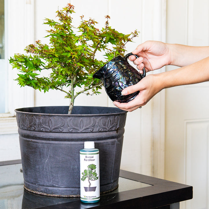 bonsai tree fertilizer Buy Liquid Bonsai Fertilizer for Sale