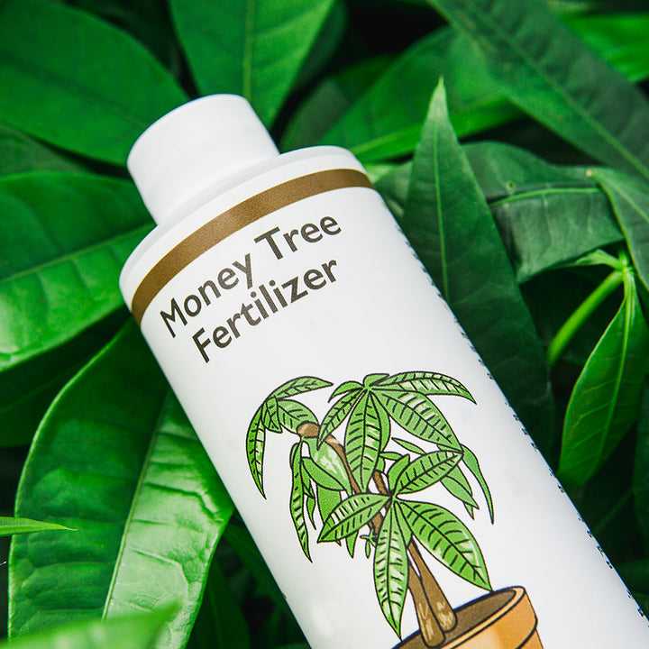 urea fertilizer for money plant Money Tree Fertilizer - 8 fl oz