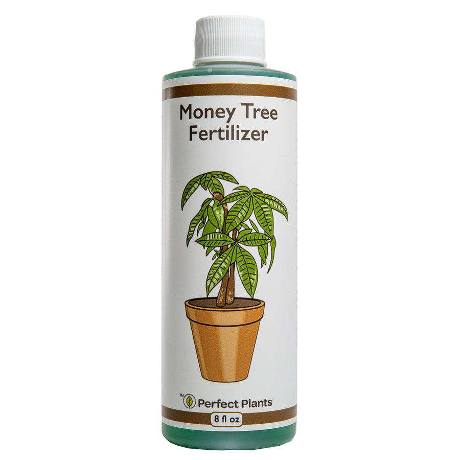 homemade fertilizer for money plant in soil Money Tree Fertilizer - 8 fl oz