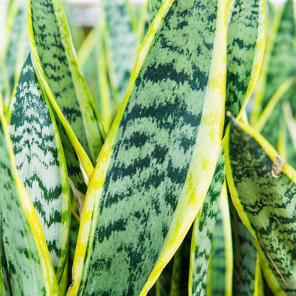Fertilizer for Snake Plant - 8 fl oz